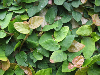 Creeping Fig Live Plants (5-9") - Pack of 2 (TWO) - Ficus pumila Climbing Vine - Fast Growing Wall Coverage