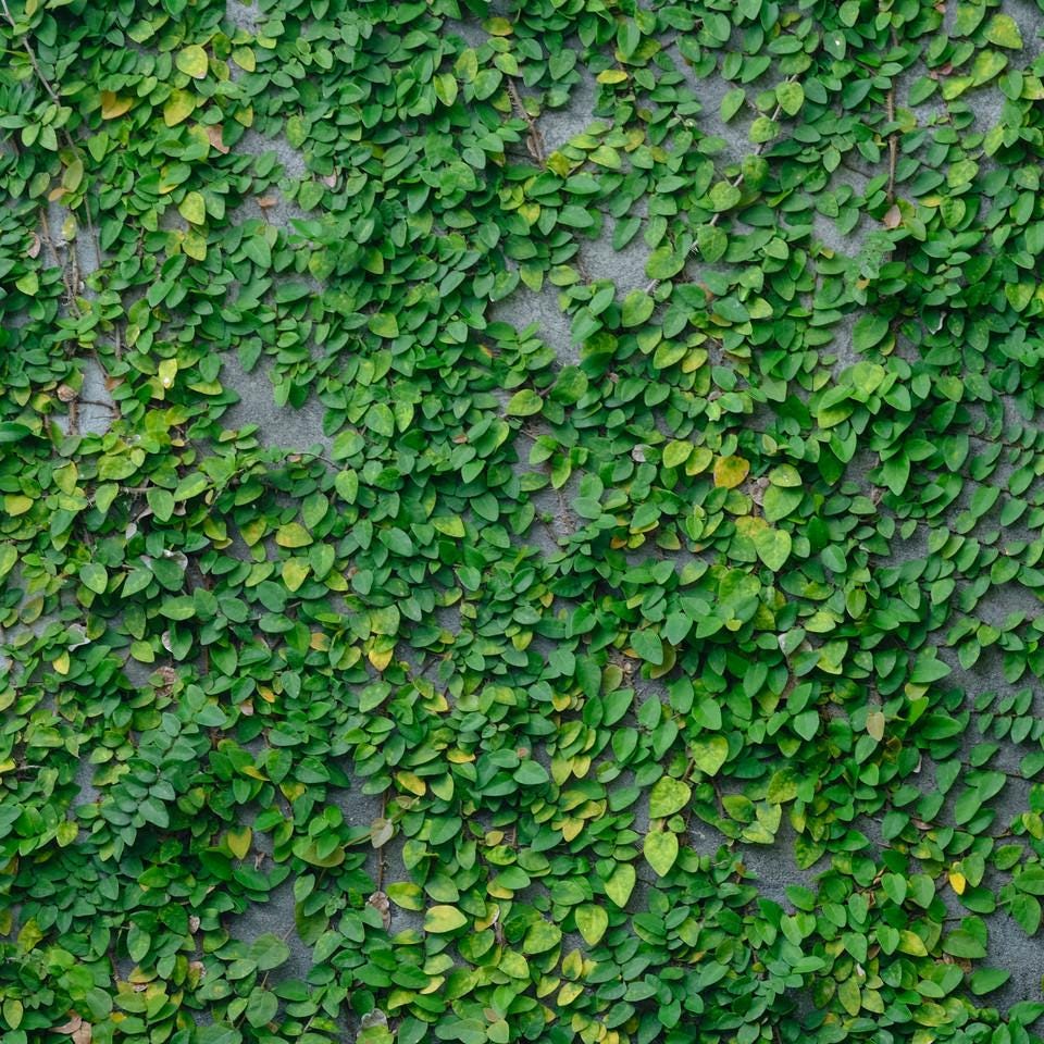 Creeping Fig Live Plants (5-9") - Pack of 2 (TWO) - Ficus pumila Climbing Vine - Fast Growing Wall Coverage