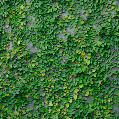 Creeping Fig Live Plants (5-9") - Pack of 2 (TWO) - Ficus pumila Climbing Vine - Fast Growing Wall Coverage