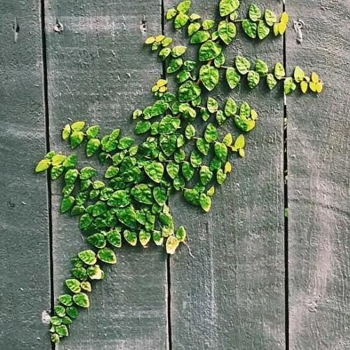 Creeping Fig Live Plants (5-9") - Pack of 2 (TWO) - Ficus pumila Climbing Vine - Fast Growing Wall Coverage