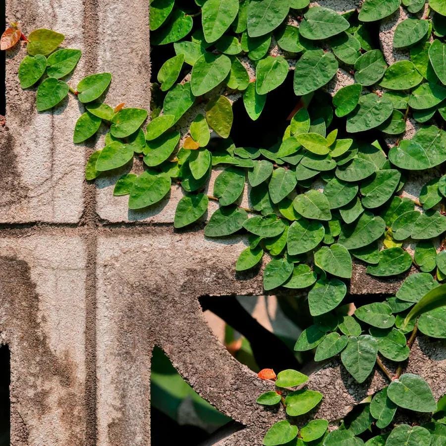 Creeping Fig Live Plants (5-9") - Pack of 2 (TWO) - Ficus pumila Climbing Vine - Fast Growing Wall Coverage