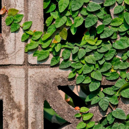 Creeping Fig Live Plants (5-9") - Pack of 2 (TWO) - Ficus pumila Climbing Vine - Fast Growing Wall Coverage