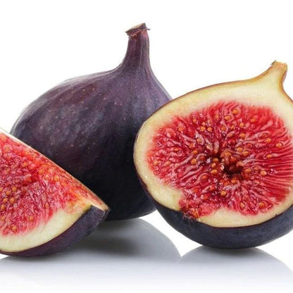 Violette de Bordeaux Live Fig Tree (5-9") - Negronne Ficus Carica - Cold Hardy Edible Fruit Zone 6-10 - Compact Dwarf Container Patio Plant