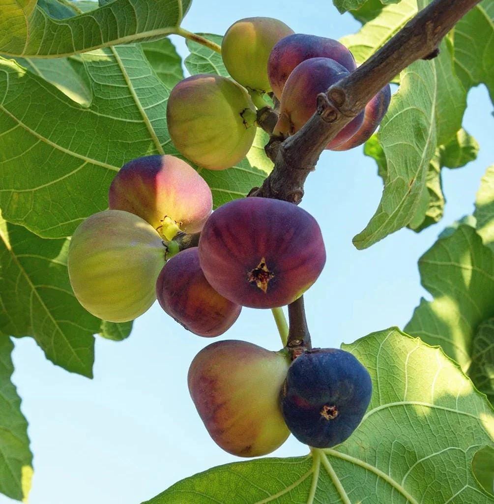 Violette de Bordeaux Live Fig Tree (5-9") - Negronne Ficus Carica - Cold Hardy Edible Fruit Zone 6-10 - Compact Dwarf Container Patio Plant
