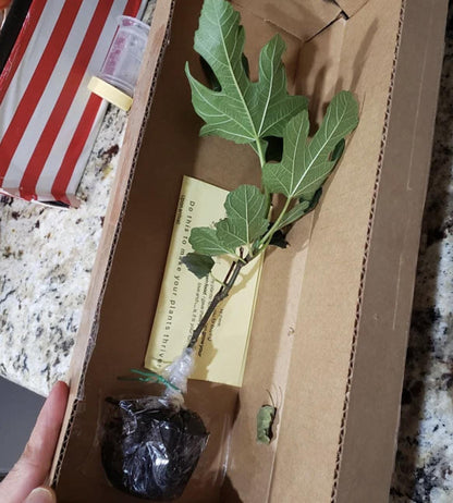 Violette de Bordeaux Live Fig Tree (5-9") - Negronne Ficus Carica - Cold Hardy Edible Fruit Zone 6-10 - Compact Dwarf Container Patio Plant