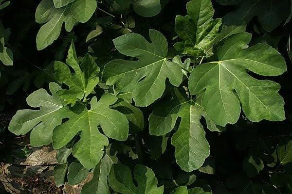 Live Olympian Fig Tree (5-9") - Award Winning Ficus Carica - Ultra Cold Hardy Zone 6-10 - Large Sweet Fruit