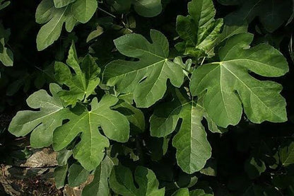 Live Olympian Fig Tree (5-9") - Award Winning Ficus Carica - Ultra Cold Hardy Zone 6-10 - Large Sweet Fruit