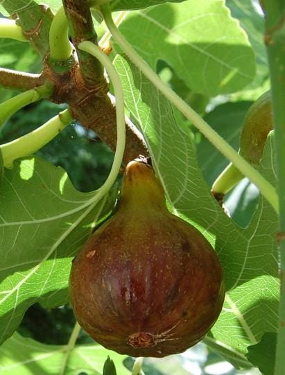Live Olympian Fig Tree (5-9") - Award Winning Ficus Carica - Ultra Cold Hardy Zone 6-10 - Large Sweet Fruit