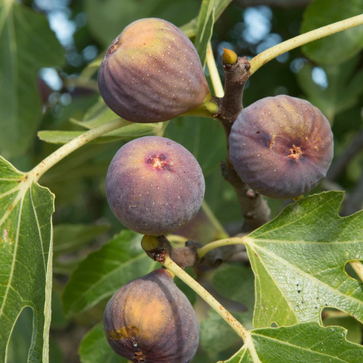 Live Olympian Fig Tree (5-9") - Award Winning Ficus Carica - Ultra Cold Hardy Zone 6-10 - Large Sweet Fruit