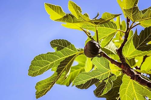Live Celeste Fig Tree (5-9") - Ficus carica "Sugar Fig" - Cold Hardy Zones 6-10 - Sweetest Fruit Variety