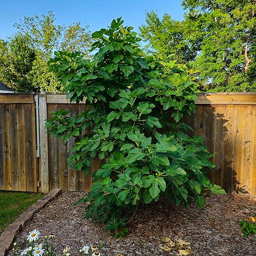 Live Celeste Fig Tree (5-9") - Ficus carica "Sugar Fig" - Cold Hardy Zones 6-10 - Sweetest Fruit Variety
