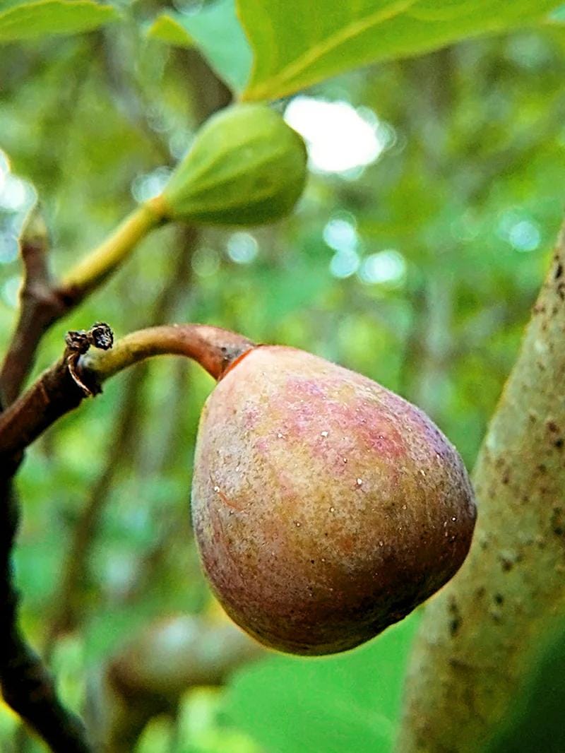 Live Celeste Fig Tree (5-9") - Ficus carica "Sugar Fig" - Cold Hardy Zones 6-10 - Sweetest Fruit Variety