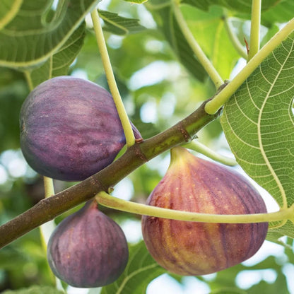 Live Celeste Fig Tree (5-9") - Ficus carica "Sugar Fig" - Cold Hardy Zones 6-10 - Sweetest Fruit Variety