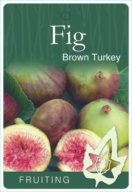Live Brown Turkey Fig Tree (5-9") - Ficus carica - Cold Hardy Zone 7-9 - Sweet Double Harvest Fruit