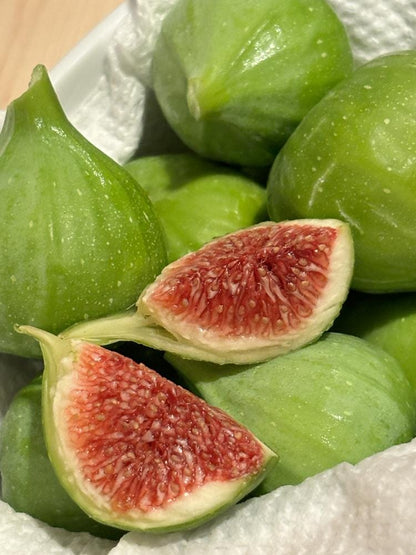 Live Kadota Fig Tree (5-9") - Ficus carica "White Honey Fig" - Sweet Edible Fruit for Preserves - Cold Hardy Zone 7-10 - Self Pollinating