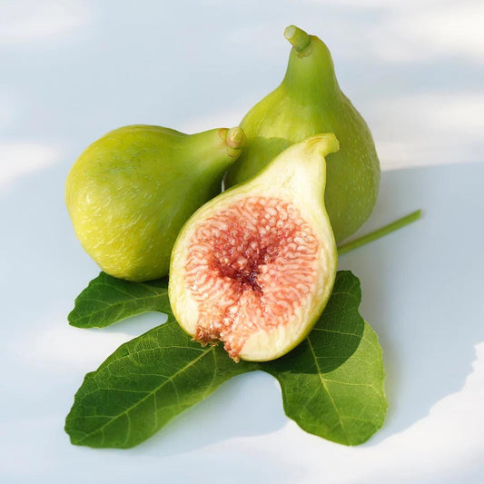 Live Kadota Fig Tree (5-9") - Ficus carica "White Honey Fig" - Sweet Edible Fruit for Preserves - Cold Hardy Zone 7-10 - Self Pollinating