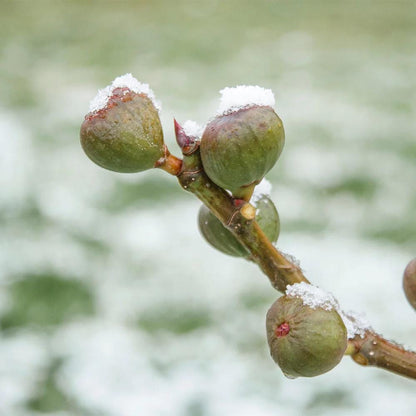 Live Chicago Hardy Fig Tree (5-9") - Ficus carica "Bensonhurst Purple" - Most Cold Hardy Fig Zone 5-10 - Sweet Edible Fruit