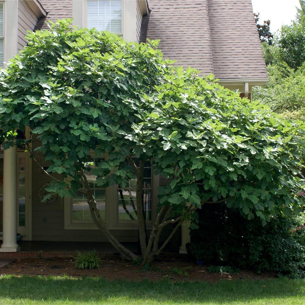 Live Chicago Hardy Fig Tree (5-9") - Ficus carica "Bensonhurst Purple" - Most Cold Hardy Fig Zone 5-10 - Sweet Edible Fruit