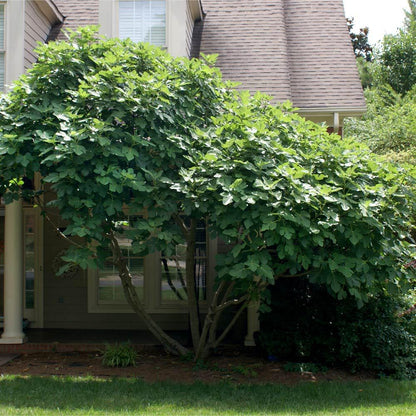 Live Chicago Hardy Fig Tree (5-9") - Ficus carica "Bensonhurst Purple" - Most Cold Hardy Fig Zone 5-10 - Sweet Edible Fruit