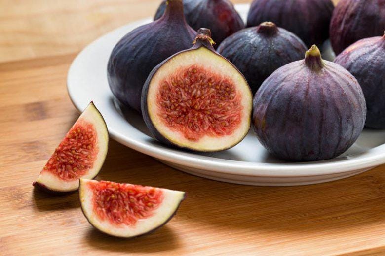 Live Chicago Hardy Fig Tree (5-9") - Ficus carica "Bensonhurst Purple" - Most Cold Hardy Fig Zone 5-10 - Sweet Edible Fruit