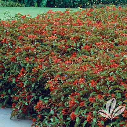 Mexican Firebush Live Plants (5-9") - Pack of 2 (TWO) - Hamelia patens "Hummingbird Bush" - Firecracker Shrub