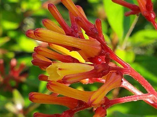 Dwarf Mexican Firebush - 2 Pack Hamelia Patens 'Firefly' Live Plants (5-9")  -Compact Hummingbird Magnet - Non-Stop Orange Blooms