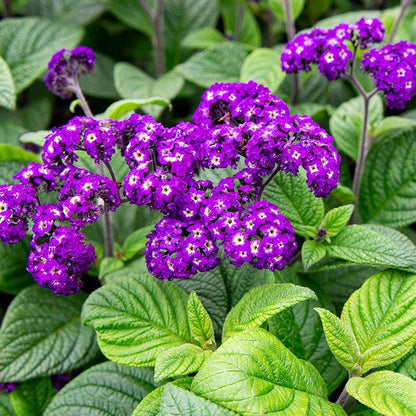 Heliotrope Fragrant Delight Live Plants (5-9") - Pack of 2 (TWO) - Cherry Pie Plant - Intense Vanilla Scent - Deep Purple Blooms