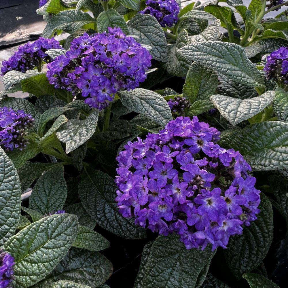 Heliotrope Fragrant Delight Live Plants (5-9") - Pack of 2 (TWO) - Cherry Pie Plant - Intense Vanilla Scent - Deep Purple Blooms