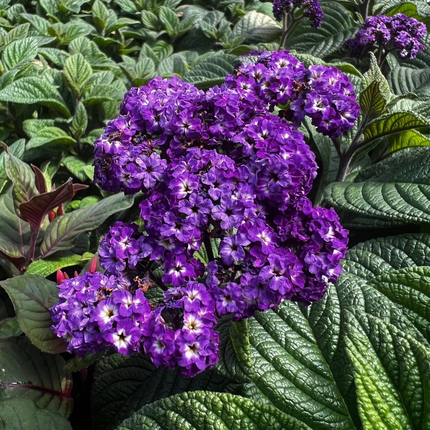Heliotrope Fragrant Delight Live Plants (5-9") - Pack of 2 (TWO) - Cherry Pie Plant - Intense Vanilla Scent - Deep Purple Blooms