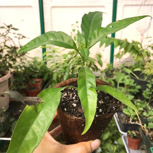 Hoan Ngoc Live Plants (5-9")- Pack of 2 (TWO) - Pseuderanthemum Palatiferum - Rare Vietnamese Herb