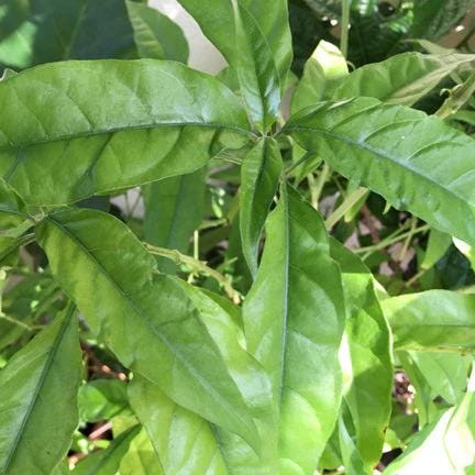 Hoan Ngoc Live Plants (5-9")- Pack of 2 (TWO) - Pseuderanthemum Palatiferum - Rare Vietnamese Herb