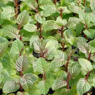 Berries and Cream Mint Live Plants (5-9") - Pack of 3 (THREE) - Rare Mentha Sp. Culinary Herb - Sweet Fruity Aroma for Tea & Desserts
