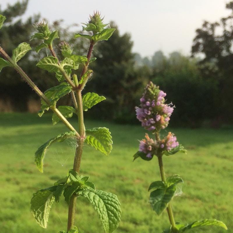 Berries and Cream Mint Live Plants (5-9") - Pack of 3 (THREE) - Rare Mentha Sp. Culinary Herb - Sweet Fruity Aroma for Tea & Desserts