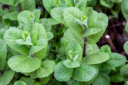 Mojito Mint Live Plants (5-9") - Pack of 3 (THREE)- Authentic Mentha x villosa - True Cuban Cocktail Herb