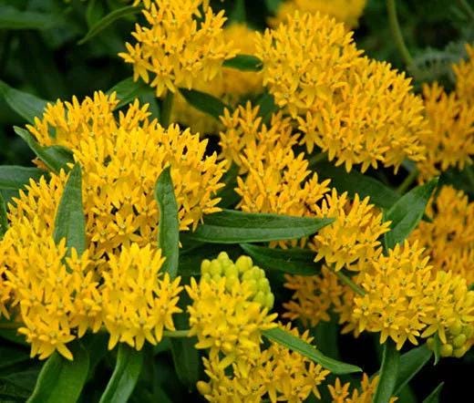 2 Milkweed Live Plants - Yellow Milkweed Plants for Butterfly - Flower Garden