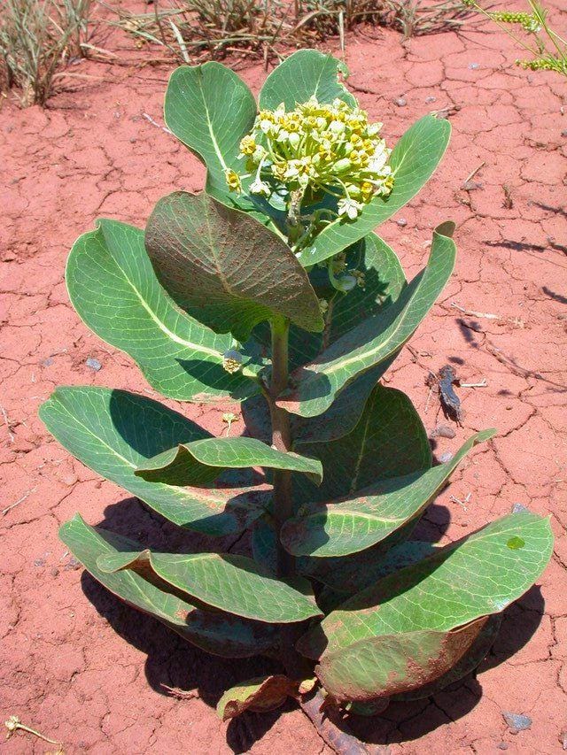 Milkweed Live Plants - 2 (Two) Broadleaf Milkweed Plants for Butterfly - Hardy Desert Milkweed