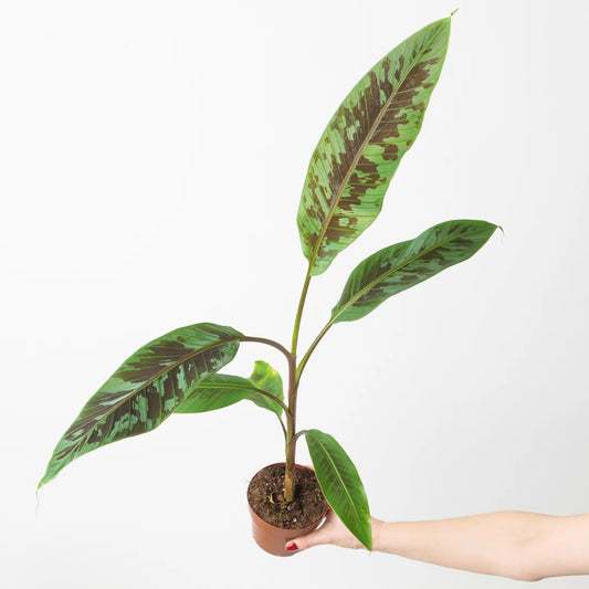 Zebrina Banana (Blood Banana) 5-9" Live Plant - Rare Red Variegated Foliage - Fast Growing Ornamental for Patio/Indoors