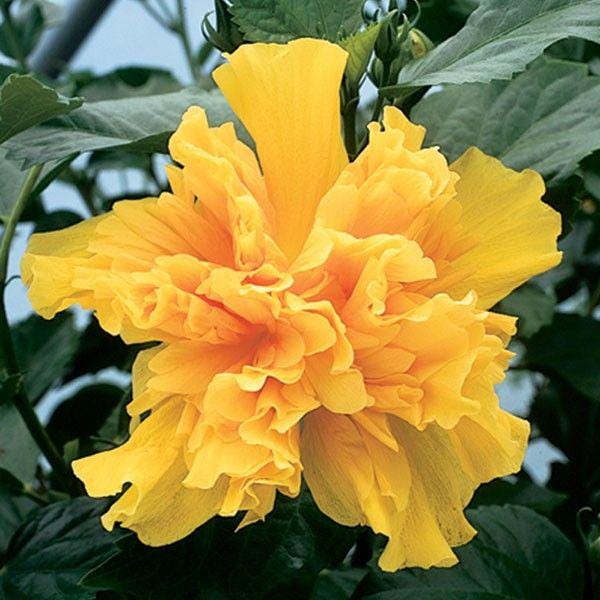 Double Yellow Hibiscus Live Plants (5-9") - Pack of 2 (TWO) - Tropical Rosa-Sinensis - Large Ruffled Golden Blooms