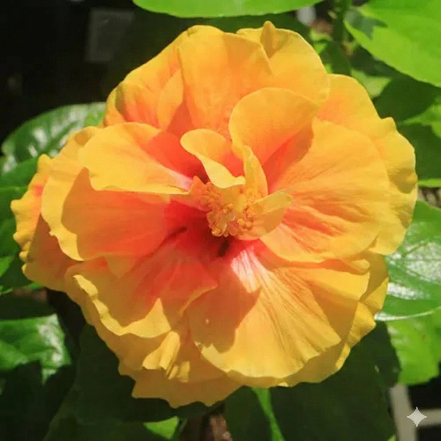 Double Yellow Hibiscus Live Plants (5-9") - Pack of 2 (TWO) - Tropical Rosa-Sinensis - Large Ruffled Golden Blooms