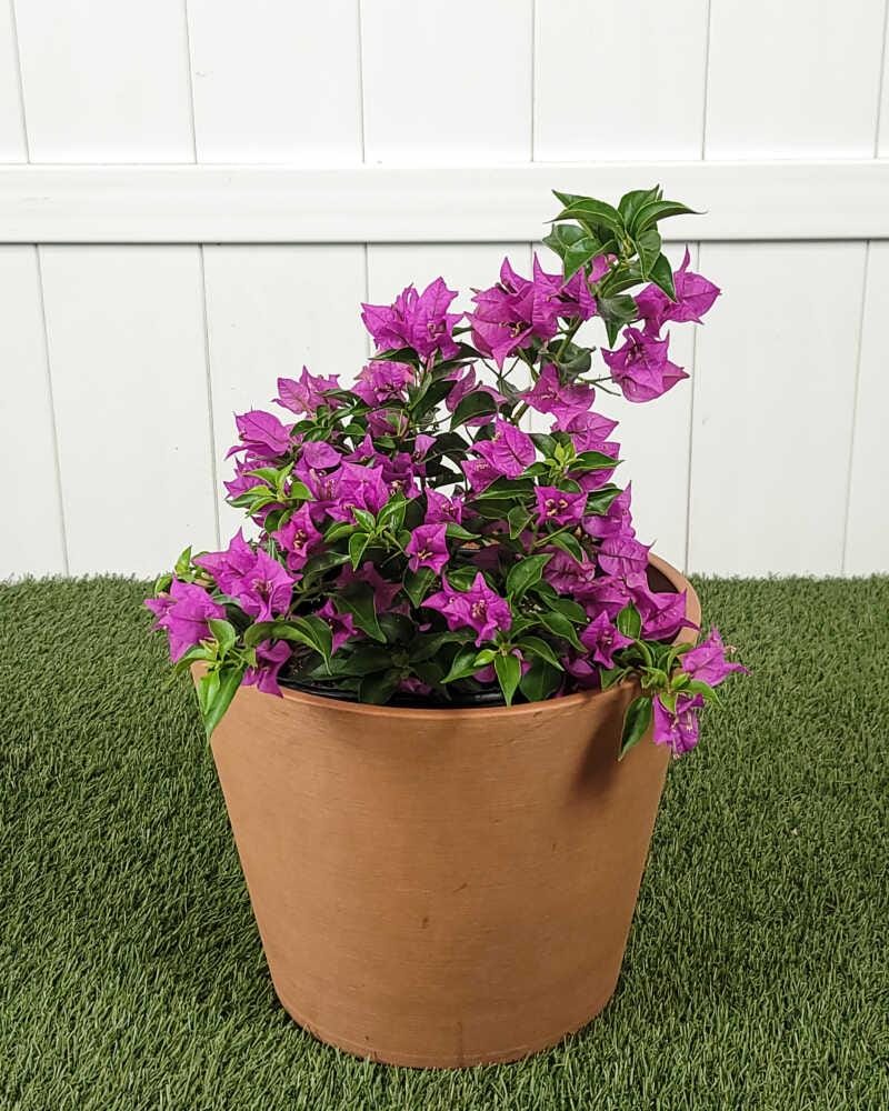 Purple Bougainvillea Plants - Live Bougainvillea New River – Pack of 2 (4-6 Inches Tall) – Deep Violet Climbing Vine - Drought Tolerant