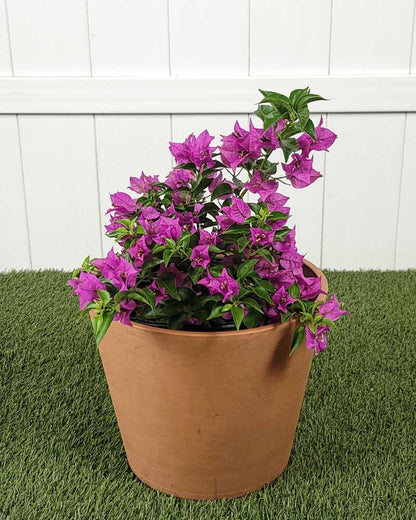 Purple Bougainvillea Plants - Live Bougainvillea New River – Pack of 2 (4-6 Inches Tall) – Deep Violet Climbing Vine - Drought Tolerant