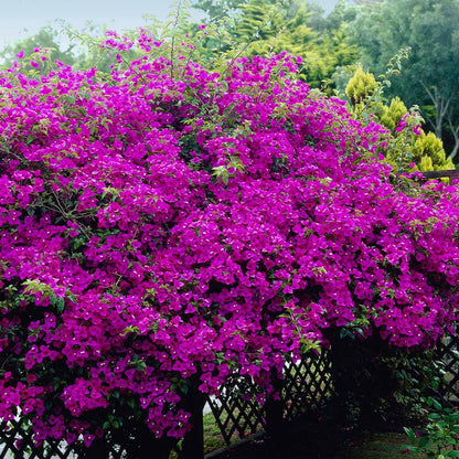 Purple Bougainvillea Plants - Live Bougainvillea New River – Pack of 2 (4-6 Inches Tall) – Deep Violet Climbing Vine - Drought Tolerant