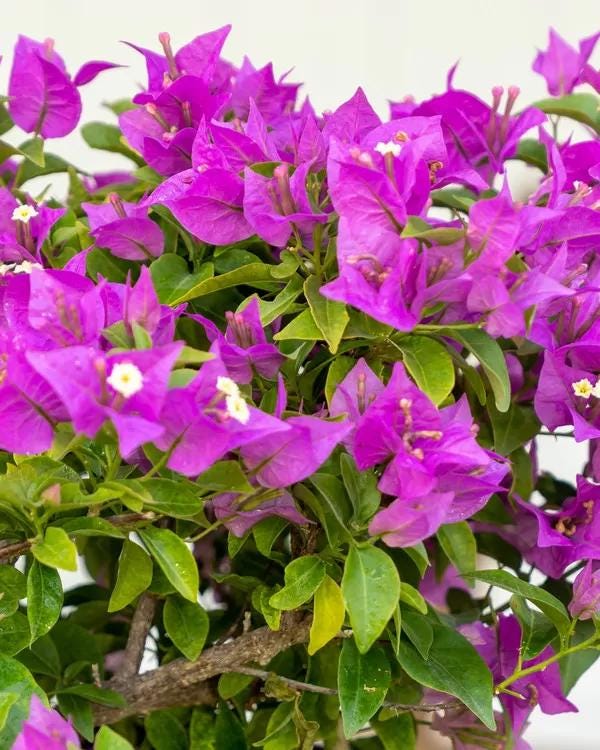 Purple Bougainvillea Plants - Live Bougainvillea New River – Pack of 2 (4-6 Inches Tall) – Deep Violet Climbing Vine - Drought Tolerant