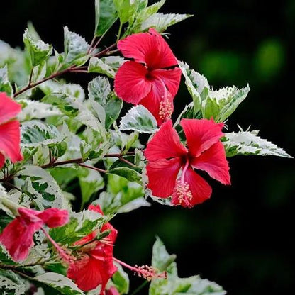 Snow Queen Hibiscus Live Plants (5-9") - Pack of 2 (TWO) - Variegated Tropical Foliage - Stunning Red Blooms