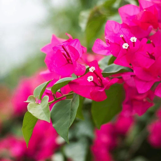 Pink Bougainvillea Live Plant - 2 (Two) Live Helen Johnson Bougainvillea Starter Plants - Dwarf Bushy Shrub - Drought Tolerant