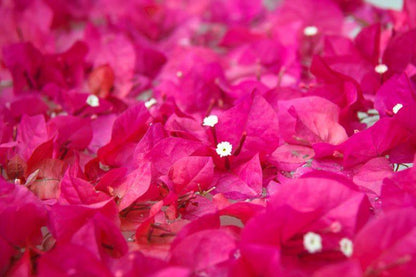 Pink Bougainvillea Live Plant - 2 (Two) Live Helen Johnson Bougainvillea Starter Plants - Dwarf Bushy Shrub - Drought Tolerant
