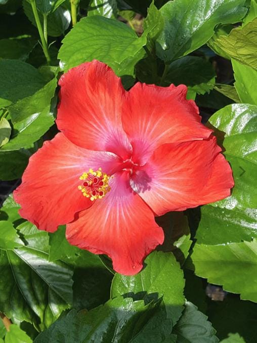President Red Hibiscus Live Plants (5-9") - Pack of 2 (TWO) - Tropical Rosa-Sinensis - Deep Scarlet Blooms