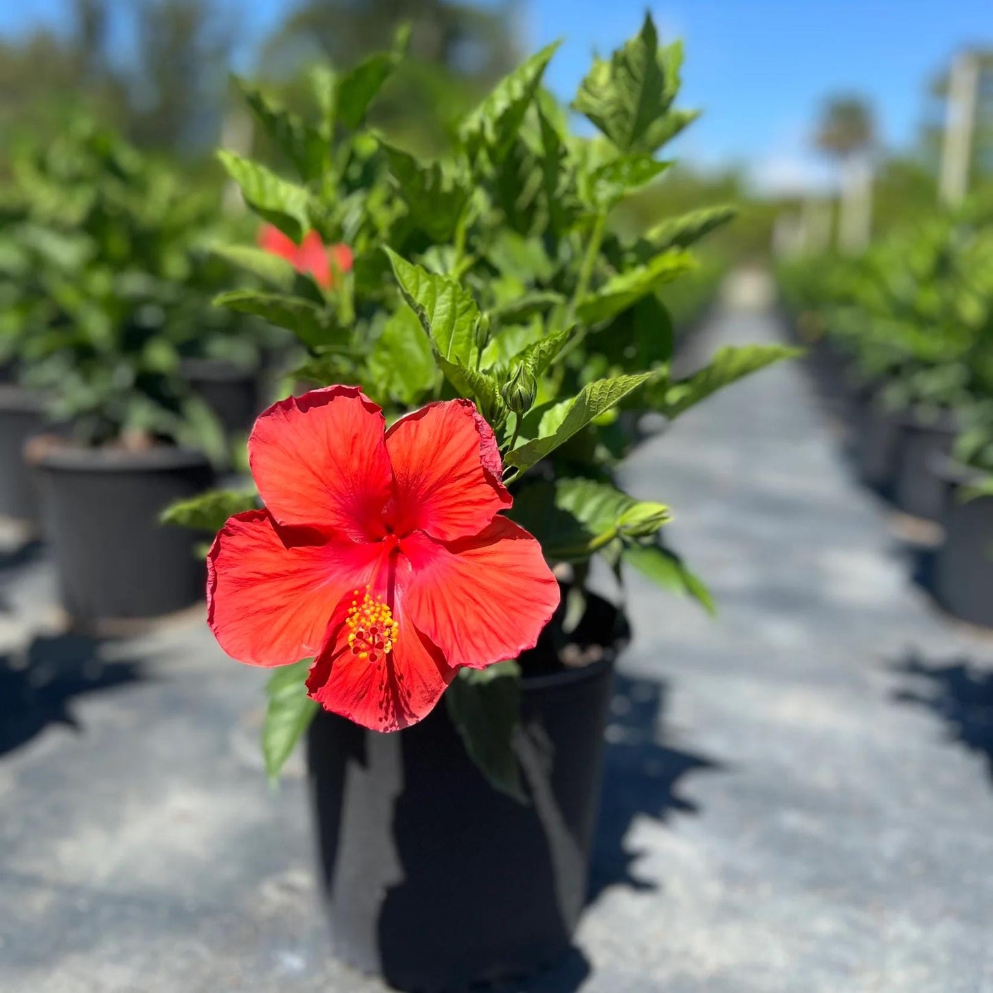 President Red Hibiscus Live Plants (5-9") - Pack of 2 (TWO) - Tropical Rosa-Sinensis - Deep Scarlet Blooms