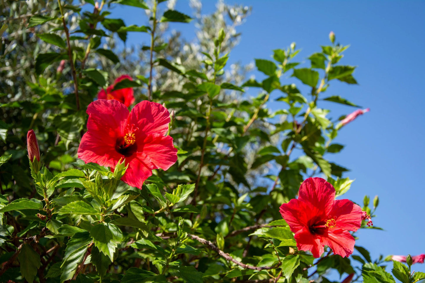 President Red Hibiscus Live Plants (5-9") - Pack of 2 (TWO) - Tropical Rosa-Sinensis - Deep Scarlet Blooms