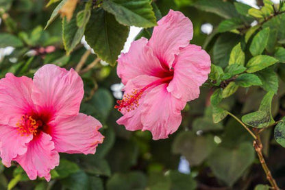 Seminole Pink Hibiscus Live Plants (5-9") Pack of 2 (TWO) - Tropical Rosa-Sinensis - Single Soft Pink Blooms